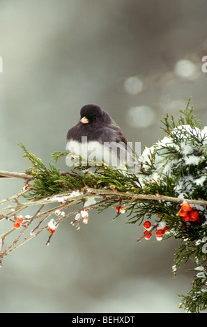 Dunkel-gemustertes Junco (Junco Hyemalis) thront auf Schnee beladenen Zweig mit Einheimischen, die Holly Beeren, Midwest USA Stockfoto