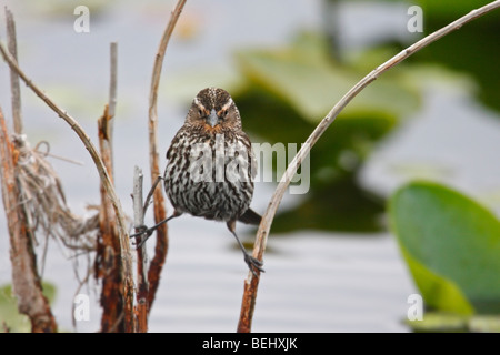 Rotschulterstärling (Agelaius Phoeniceus Phoeniceus) Weibchen auf eine Lili-Pad auf der Suche nach Nahrung. Stockfoto