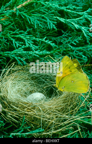 Schwefel-Schmetterling landet auf verlassenen blau Kernbeißer, die Vögel mit einem Kuhstärlinge Ei drin, Midwest USA nisten Stockfoto