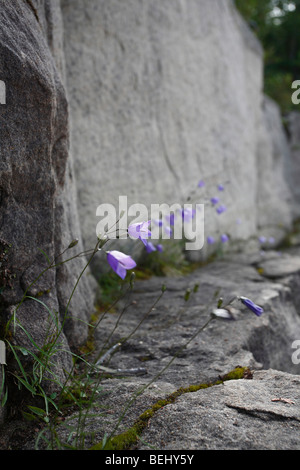 Campanula rotundifolia wächst an einem felsigen Ufer des Lake Superior in Michigan, USA Stockfoto