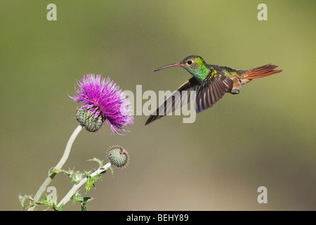 Buff-bellied Kolibri (Amazilia Yucatanenensis), männliche Fütterung auf Texas Distel, Sinton, Fronleichnam, Coastal Bend, Texas Stockfoto