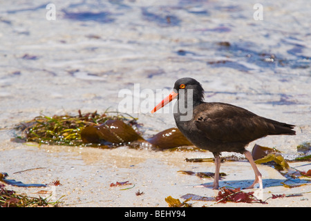 Eine Oyster Catcher geht an einem Strand in der Nähe von Monterey, Kalifornien. Stockfoto