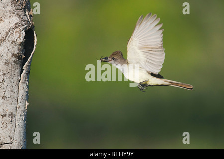 Brown-crested Flycatcher (Myiarchus Tyrannulus), Erwachsene im Flug mit Beute, Sinton, Fronleichnam, Coastal Bend, Texas, USA Stockfoto