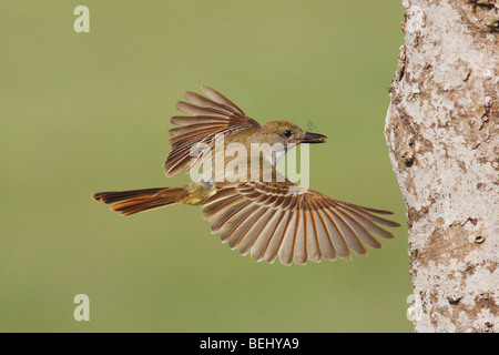 Brown-crested Flycatcher (Myiarchus Tyrannulus), Erwachsene im Flug mit Beute, Sinton, Fronleichnam, Coastal Bend, Texas, USA Stockfoto