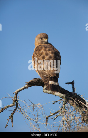 Breit - Winged Falke (Buteo Platypterus), Erwachsene thront, Sinton, Fronleichnam, Coastal Bend, Texas, USA Stockfoto