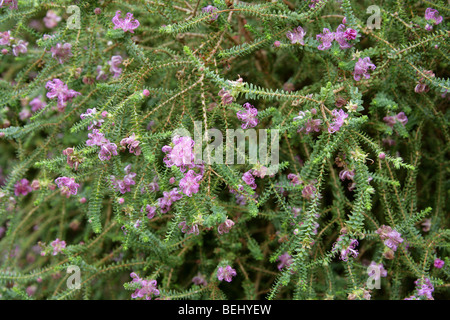 Klaue Honig Myrte, Melaleuca Pulchella, Myrtaceae, Süd-West Australien Stockfoto