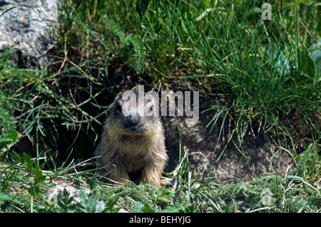 Junge Alpine Murmeltier (Marmota Marmota) sitzen im Eingang der Höhle, Nationalpark Gran Paradiso, Italienische Alpen, Italien Stockfoto