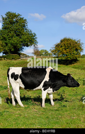 Milchkuh - Side auf Profil Stockfoto