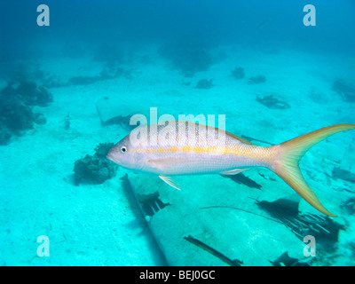 Gelbschwanz-Schnapper, Ocyurus Chrysurus, Nassau, Bahamas Stockfoto