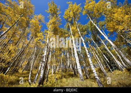Aspen turning golden yellow, Colorado Stockfoto