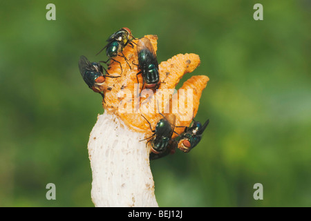 Fleisch-Fly (Sarcophaga SP.), Fütterung auf Stinkmorchel Pilz (Phallaceae) (Clathraceae), Fronleichnam, Coastal Bend, Texas Stockfoto