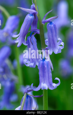 Bluebell (Scilla non-Scripta / Endymion Nonscriptus / Hyacinthoides non-Scripta) close-up in der Blume im Wald im Frühjahr Stockfoto