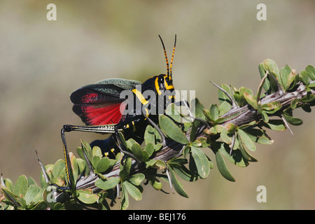 Pferd Lümmel Grasshopper (Taeniopoda Eques), Erwachsene in der Verteidigung posieren auf Ocotillo, Big Bend National Park, Chihuahua-Wüste, Texas Stockfoto