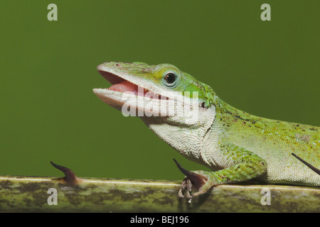 Grüne Anole (Anolis Carolinensis), Kopf, Sinton, Fronleichnam, Coastal Bend, Texas, USA Stockfoto