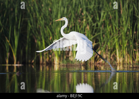 Silberreiher (Ardea Alba), Erwachsenen ausziehen, Sinton, Fronleichnam, Coastal Bend, Texas, USA Stockfoto