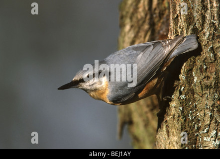 Europäische Kleiber (Sitta Europaea) auf Baumstamm Stockfoto