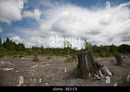 Verwüstete Landschaft Wald Naturkatastrophe auf der oberen Halbinsel Michigan MI USA sehr hohe Auflösung Niemand auf blauem Himmel niedriger Winkel horizontal hochauflösend Stockfoto