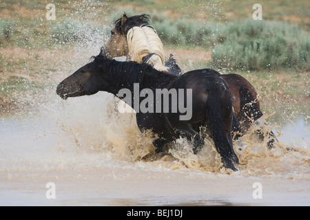 Mustang Pferd (Equus Caballus), Herde laufen im Teich, Pryor Wild Horse Bergkette, Montana, USA Stockfoto