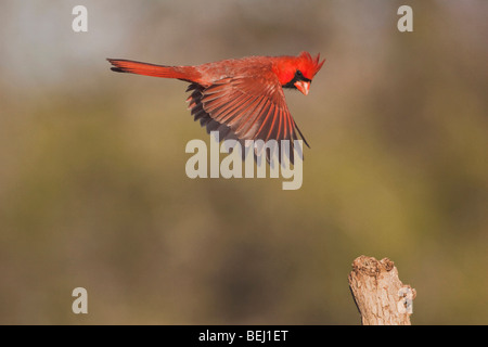 Nördlichen Kardinal (Cardinalis Cardinalis), Männchen im Flug, Sinton, Fronleichnam, Coastal Bend, Texas, USA Stockfoto