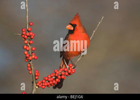 Nördlichen Kardinal (Cardinalis Cardinalis), männliche Essen Possum Haw Stechpalme (Ilex Decidua) Beeren, Bandera, Hill Country, Texas Stockfoto