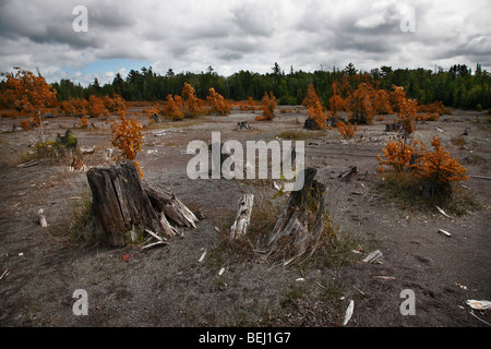Verwüstete Landschaft Wald Naturkatastrophe auf der oberen Halbinsel Michigan MI USA sehr hohe Auflösung Niemand auf blauem Himmel niedriger Winkel horizontal hochauflösend Stockfoto