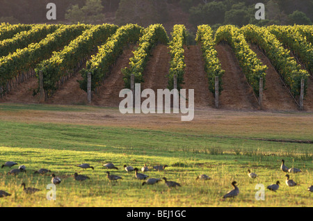 Weinberg australischen Holz Enten Brookland Valley Estate Margaret River Western Australia Australien Stockfoto