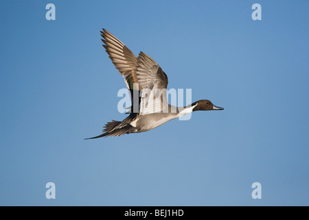 Nördliche Pintail (Anas Acuta), Männchen im Flug, Bosque del Apache National Wildlife Refuge, New Mexico, USA, Stockfoto