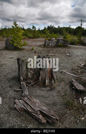 Verwüstete Wälder Naturkatastrophe auf der oberen Halbinsel Michigan USA USA verdorbene Natur Niemand vertikal hochauflösende Natur Stockfoto