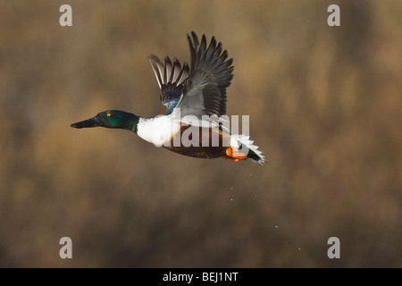 Nördlichen Löffelente (Anas Clypeata), Männchen im Flug, Bosque del Apache National Wildlife Refuge, New Mexico, USA, Stockfoto