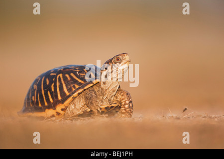 Sinton, Fronleichnam, Coastal Bend, reich verzierten Kasten-Schildkröte (Terrapene Ornata), Männlich, Küste von Texas, USA Stockfoto