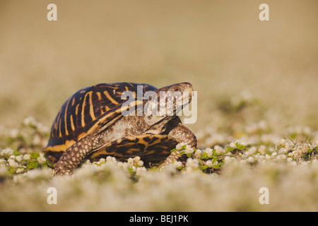 Sinton, Fronleichnam, Coastal Bend, reich verzierten Kasten-Schildkröte (Terrapene Ornata), Männlich, Küste von Texas, USA Stockfoto