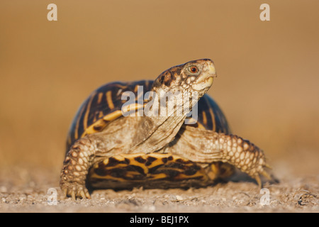 Sinton, Fronleichnam, Coastal Bend, reich verzierten Kasten-Schildkröte (Terrapene Ornata), Männlich, Küste von Texas, USA Stockfoto