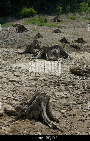 Stümpfe am Ufer des Lokvarsko Jezero See in Gorski Kotar, Kroatien, Europa Stockfoto