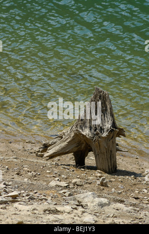 Stück von einem ausgetrockneten Baum am Ufer des Lokvarsko Jezero See in der Nähe von Lokve in Gorski Kotar, Kroatien, Europa Stockfoto