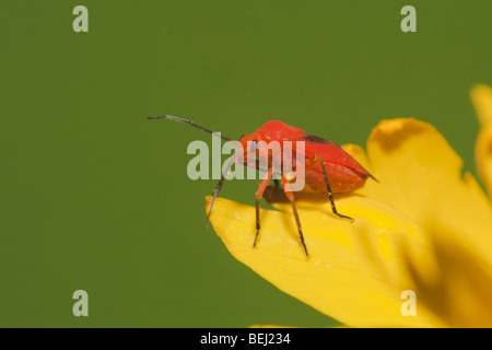 Schild, Fehler, Stink Bug (Hemiptera), Erwachsene auf Blume, Sinton, Fronleichnam, Coastal Bend, Texas, USA Stockfoto