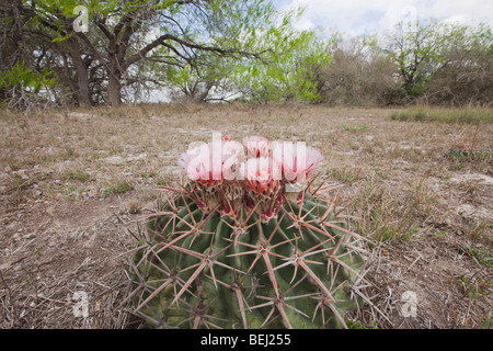 Texas Pferd Crippler (Echinocactus Texensis), blühen, Sinton, Fronleichnam, Coastal Bend, Texas, USA Stockfoto