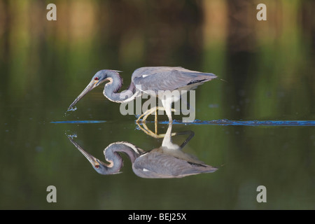 Dreifarbigen Reiher (Egretta Tricolor), Angeln, Erwachsenen Sinton, Fronleichnam, Coastal Bend, Texas, USA Stockfoto