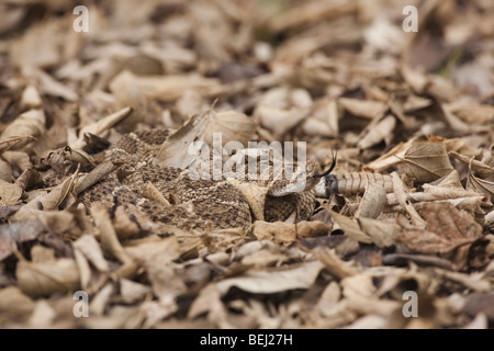 Western Diamondback Klapperschlange (Crotalus Atrox), Erwachsene getarnt in Laubstreu, Sinton, Fronleichnam, Coastal Bend, Texas, Stockfoto