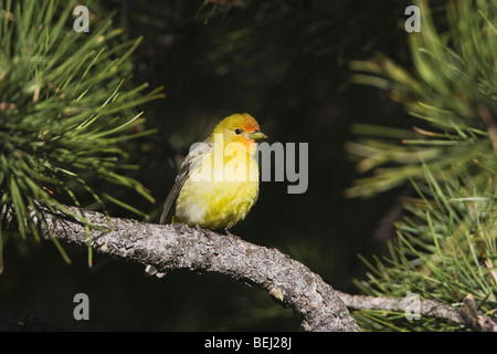 Western Tanager (Piranga Ludoviciana), Weiblich, Rocky Mountain Nationalpark, Colorado, USA Stockfoto