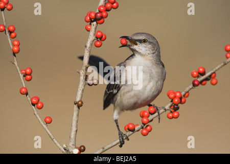 Nördliche Spottdrossel (Mimus Polyglottos), Erwachsene Essen Possum Haw Stechpalme (Ilex Decidua) Beeren, Bandera, Hill Country, Texas Stockfoto