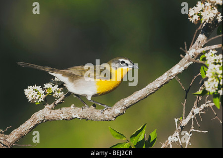 Gelb – Breasted Chat (Icteria Virens), Erwachsene thront, Sinton, Fronleichnam, Coastal Bend, Texas, USA Stockfoto