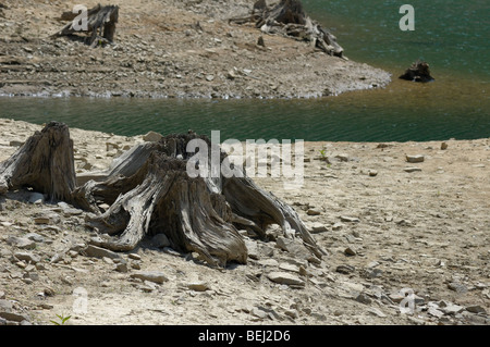 Stümpfe am Ufer des Lokvarsko Jezero See in der Nähe von Lokve, Kroatien, Europa Stockfoto