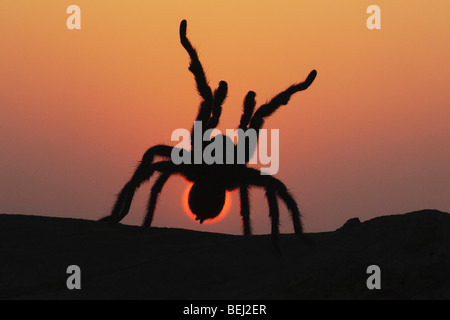 Texas braun Tarantula (Aphonopelma Hentzi), Erwachsene bei Sonnenuntergang in Verteidigung Haltung, Sinton, Fronleichnam, Coastal Bend, Texas, USA Stockfoto