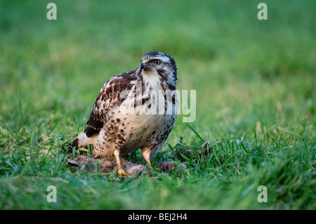 Mäusebussard (Buteo Buteo) sitzen auf Kaninchen Beute im Grünland Stockfoto