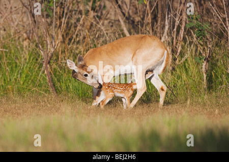 Weiß - angebundene Rotwild (Odocoileus Virginianus), Mutter mit Kitz, Spanferkel, Sinton, Fronleichnam, Coastal Bend, Texas, USA Stockfoto