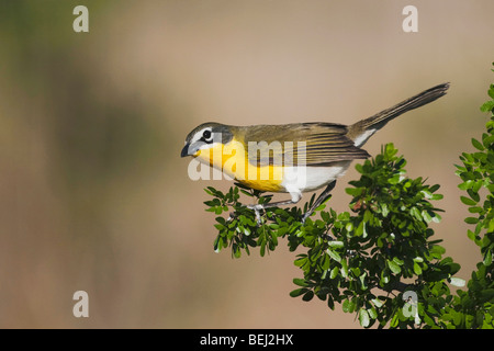 Gelb – Breasted Chat (Icteria Virens), Erwachsene auf Blackbrush Acacia (Acacia Rigidula), Sinton, Fronleichnam, Coastal Bend, Texas Stockfoto