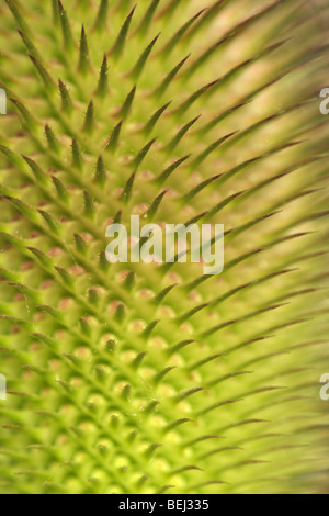 Detail der wilden Karde (Dipsacus Fullonum), Belgien Stockfoto