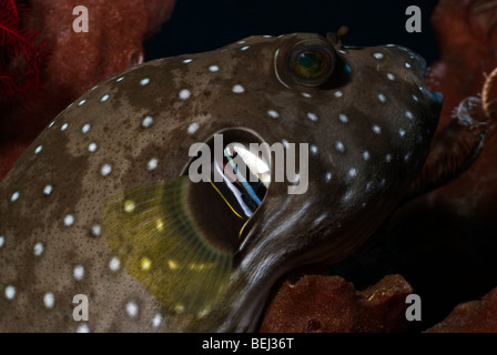 Weiß gefleckten Kugelfisch mit ein cleaner Wrasse ruht auf einem Schwamm unter Wasser. Stockfoto