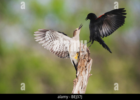 Golden-fronted Specht (Melanerpes Aurifrons), Frauen kämpfen mit Rotschulterstärling, Fronleichnam, Coastal Bend, Texas Stockfoto