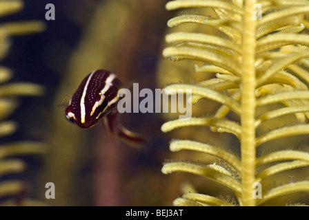 Dunkel rote Clingfish mit weißen Streifen und Punkten, die eine gelbe Featherstar unter Wasser herumschwimmen. Stockfoto